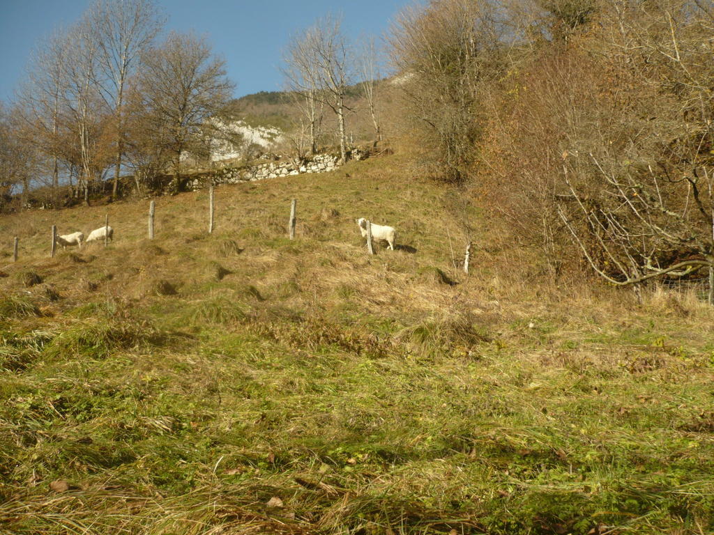 La Chouette A L'Heure Du Pinson Bed & Breakfast Saint-Pierre-d'Entremont  Екстериор снимка